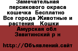 Замечательная персикового окраса кошечка. Бесплатно - Все города Животные и растения » Кошки   . Амурская обл.,Завитинский р-н